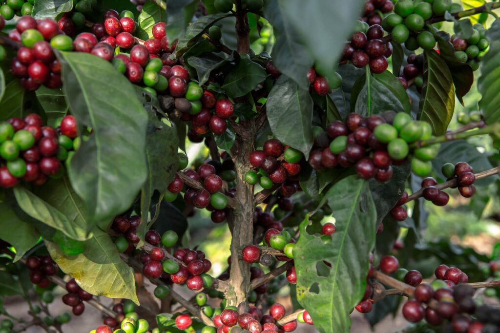 豆じゃない！？コーヒー豆の正体と栽培方法を紹介