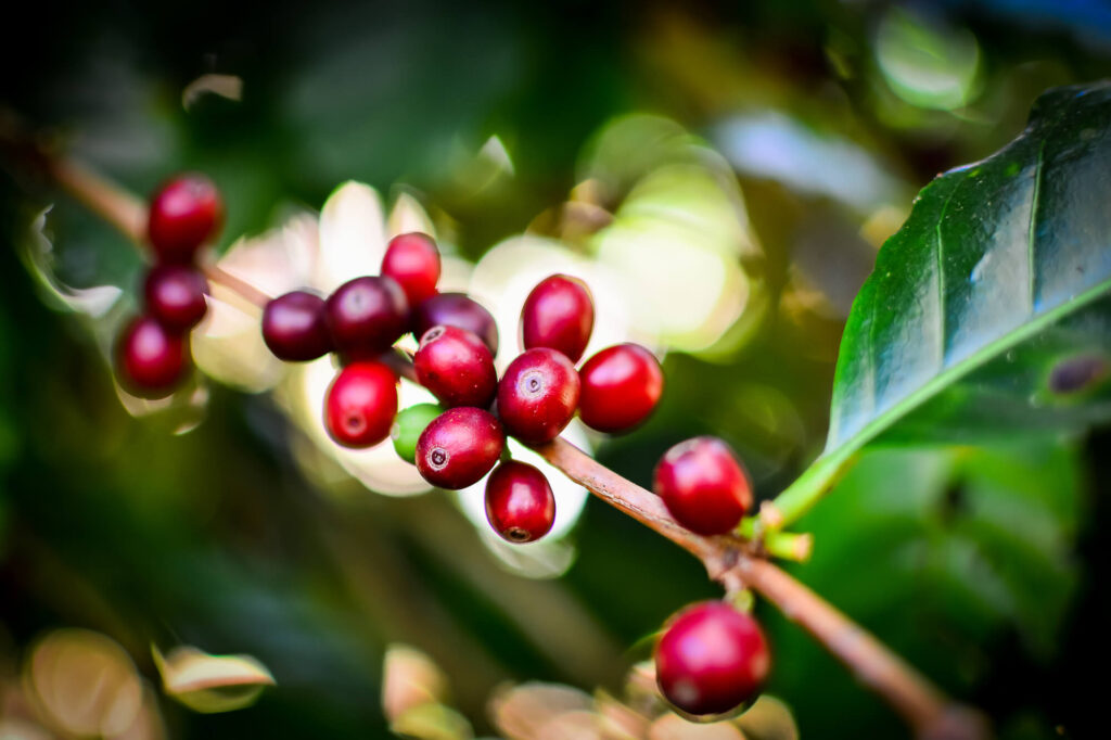 コーヒーの味は生産国で変わる